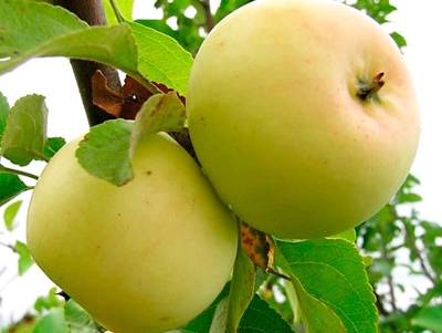 Apple-tree Iset white