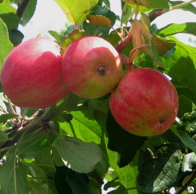 苹果树七月契尔年科