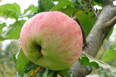 Elegido árbol de manzana