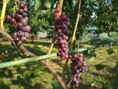 Asombro de uvas