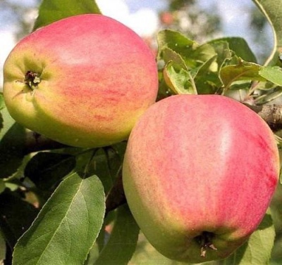 Æbletræ Kandil Orlovsky