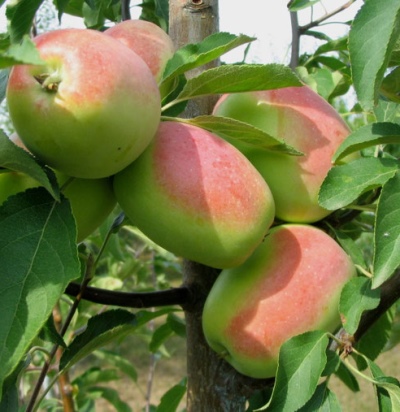Æbletræ Qandil Sinap