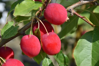 Apfelbaum Kitayka Long