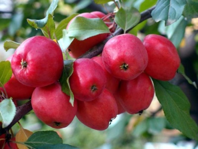 شجرة التفاح كيتايكا كير