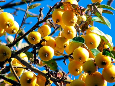 شجرة التفاح Kitayka Golden في وقت مبكر