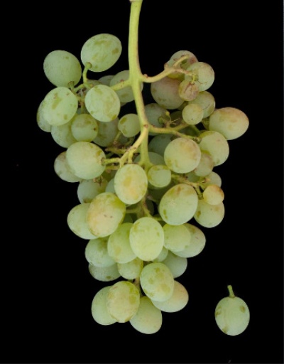 Bílé hroznové víno Kokur