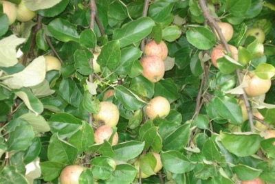 Apfelbaum-Bonbon