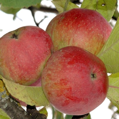 Æbletræ Cortland