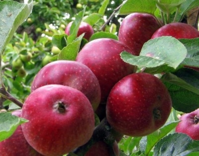 苹果树 Kovalenkovskoye