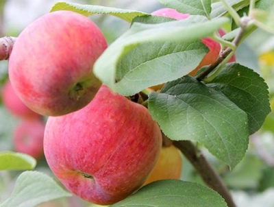 斯维尔德洛夫斯克的苹果树之美