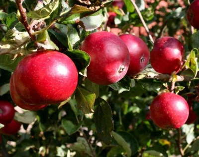 شجرة التفاح في وقت مبكر