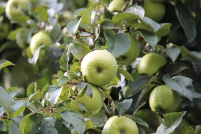 Æbletræskrumme