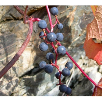 Coigne grapes