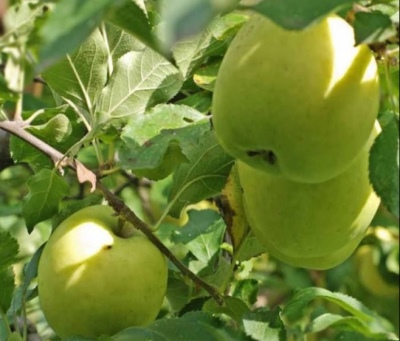 Apple-tree Kuibyshevskoe