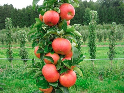 Søjleformet æbletræ Idol