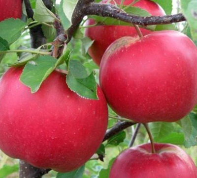 Apple tree Lada
