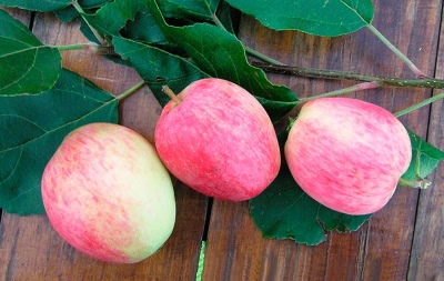 Manzano de verano a rayas