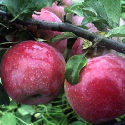شجرة التفاح ليبرتي