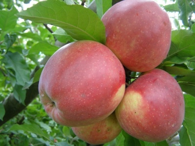 Apple tree Ligol