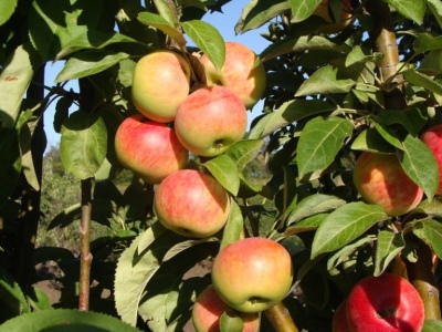 Søjleformet æblebjælke