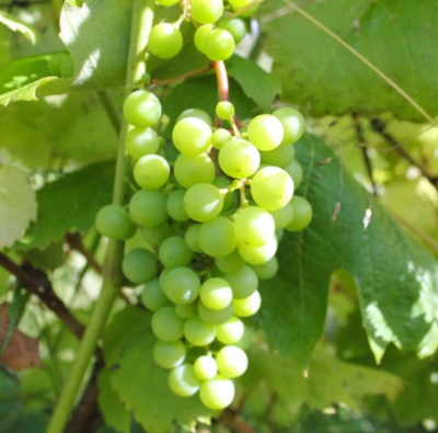 Lyubava-druiven