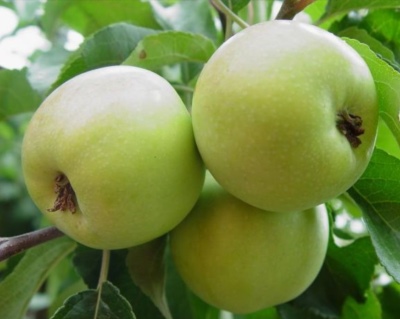 Apple tree Lyubava