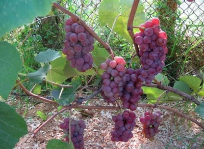 Lucille grape