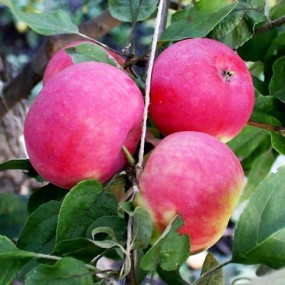 Apfelbaum Robinovka