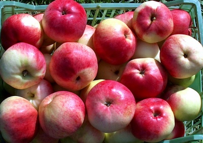 Apple tree Marat Busurin