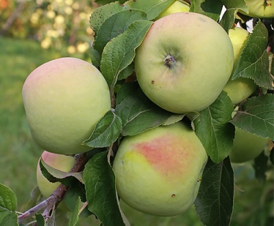 Apple-tree March