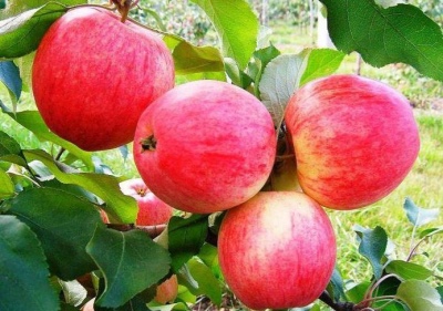 Rêve de pomme