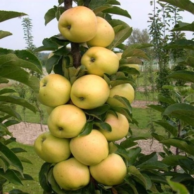 Manzana columnar Medoc