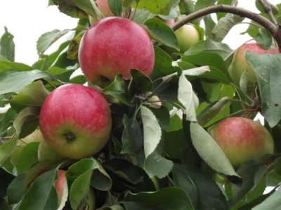 Apple-tree Melba