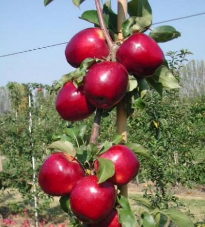 Apfelbaum Modi
