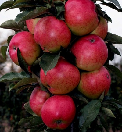 Kolomvormige appelboom Moskou ketting