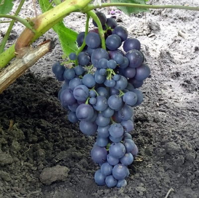 Uvas rojas moscatel