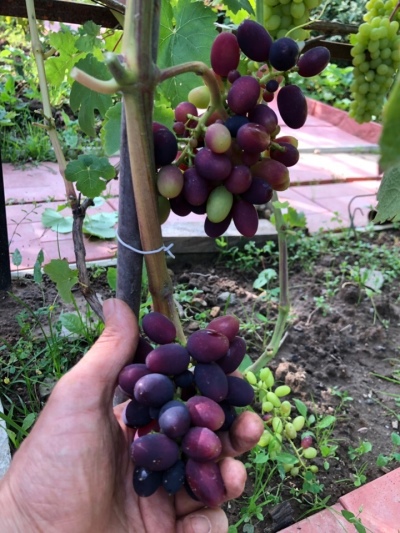 Early Hope-druiven