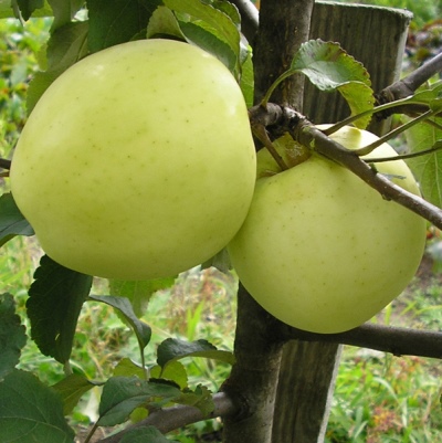 قوم شجرة التفاح