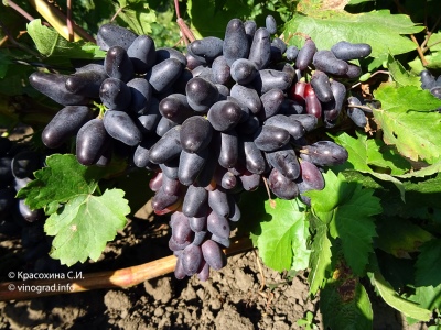 Souvenir de raisins Odessa