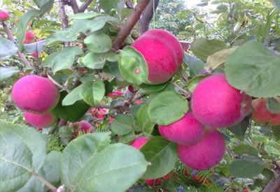 Jablkový Orlík