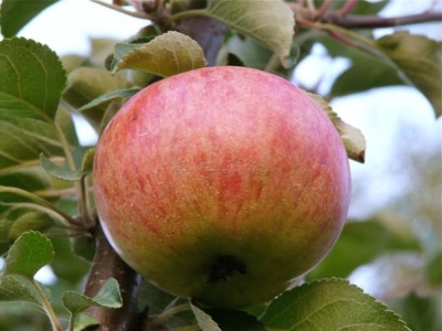 Apfel Orlinka