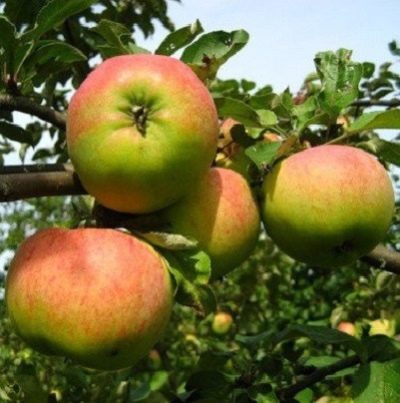 شجرة التفاح أورلوفيم