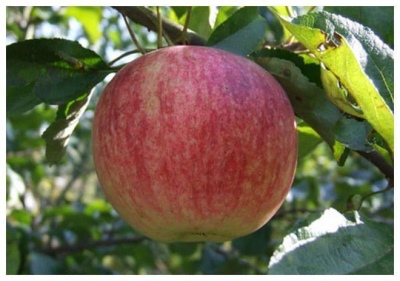 Măr Orlovskoe în dungi
