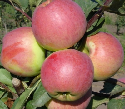 Æbletræ Efterårsglæde