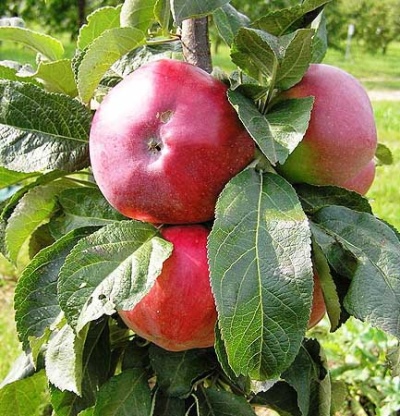 Sloupovitá jabloň Ostankino