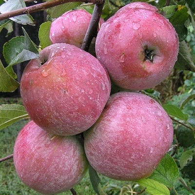 Apple tree Memory of Ulyanishchev