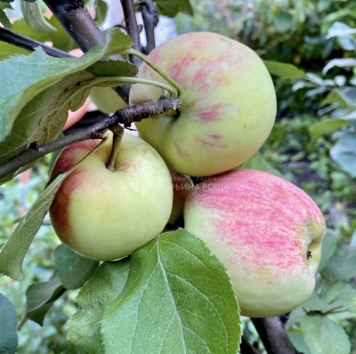 شجرة التفاح الفارسية
