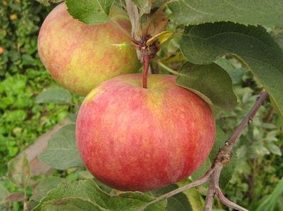 شجرة التفاح Pervouralskaya