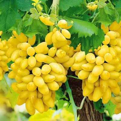 Pleven grapes