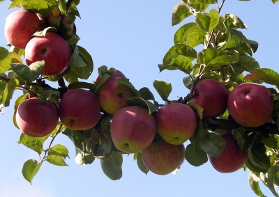 Æbletræ gave til Grafsky